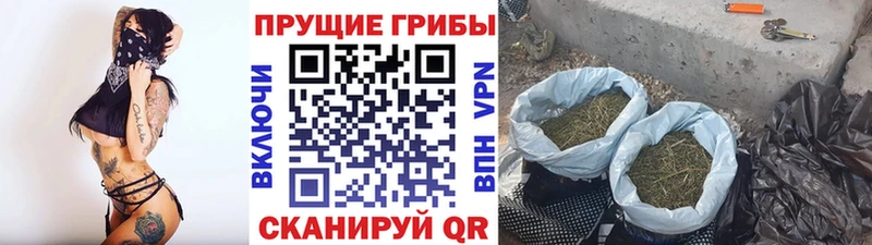Купить закладки  Алушта  Галлюциногенные грибы Psilocybe 